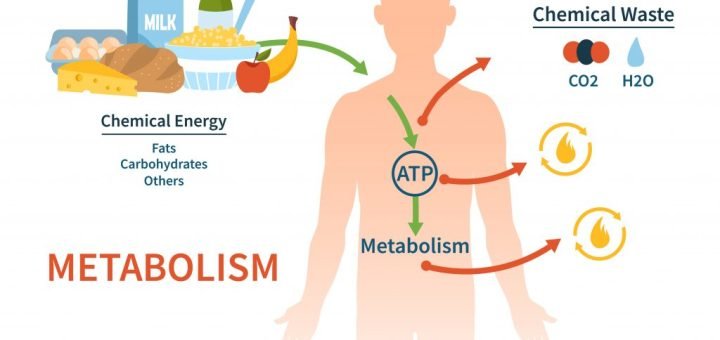 Factors affecting Metabolic rate