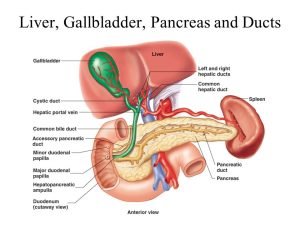 Liver, Gallbladder, Pancreas and Ducts
