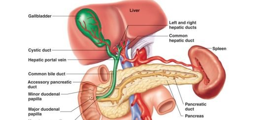 Liver, Gallbladder, Pancreas and Ducts