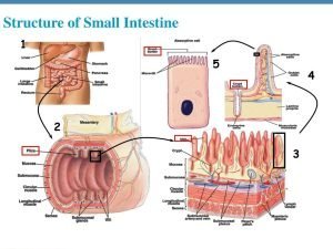 Structure of the Intestine