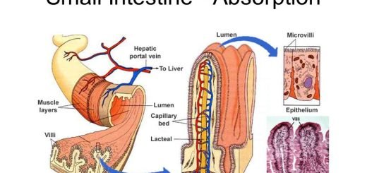 Structure of the small intestine