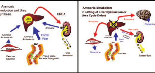Ammonia metabolism
