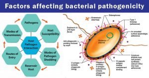 Pathogenesis of bacterial infection 