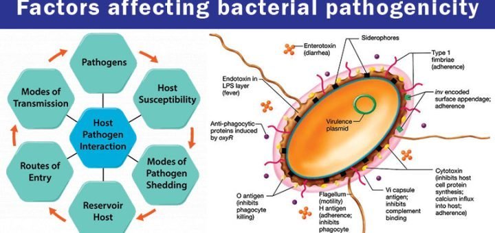 Pathogenesis of bacterial infection