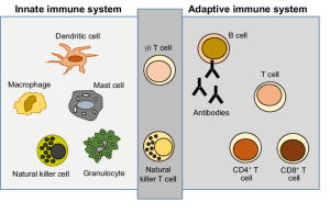 Difference between adaptive and acquired immunity