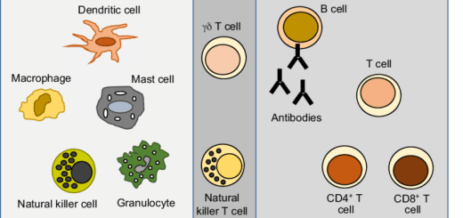 Difference between adaptive and acquired immunity