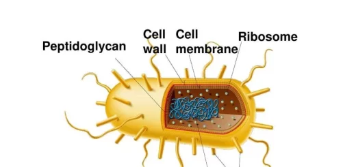 Bacteria structure