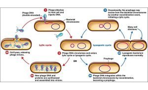 Bacteriophage lytic and lysogenic cycles 