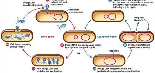 Bacteriophage lytic and lysogenic cycles