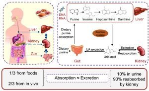 Gout causes, Steps of purine biosynthesis