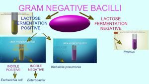 Gram-negative bacilli