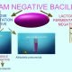 Gram-negative bacilli