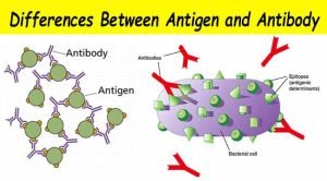 Immunogens, antigens, antibodies 