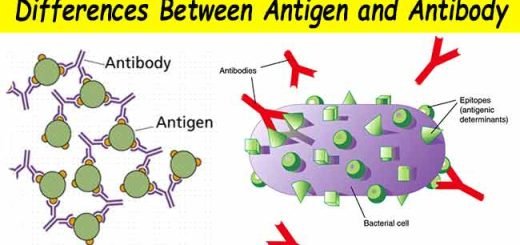 Immunogens, antigens, antibodies