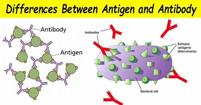 Immunogens, antigens, antibodies