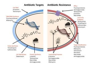 Mechanisms action of antibacterial drugs
