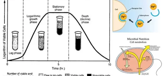 Microbial Growth and Nutrition