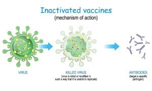 Vaccines types