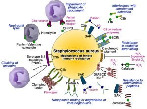 Virulence Factors in Staphylococcus