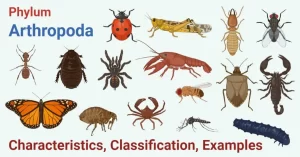 Classification of Arthropods