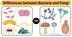 Differences between Bacteria and Fungi