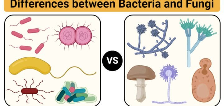 Differences between Bacteria and Fungi