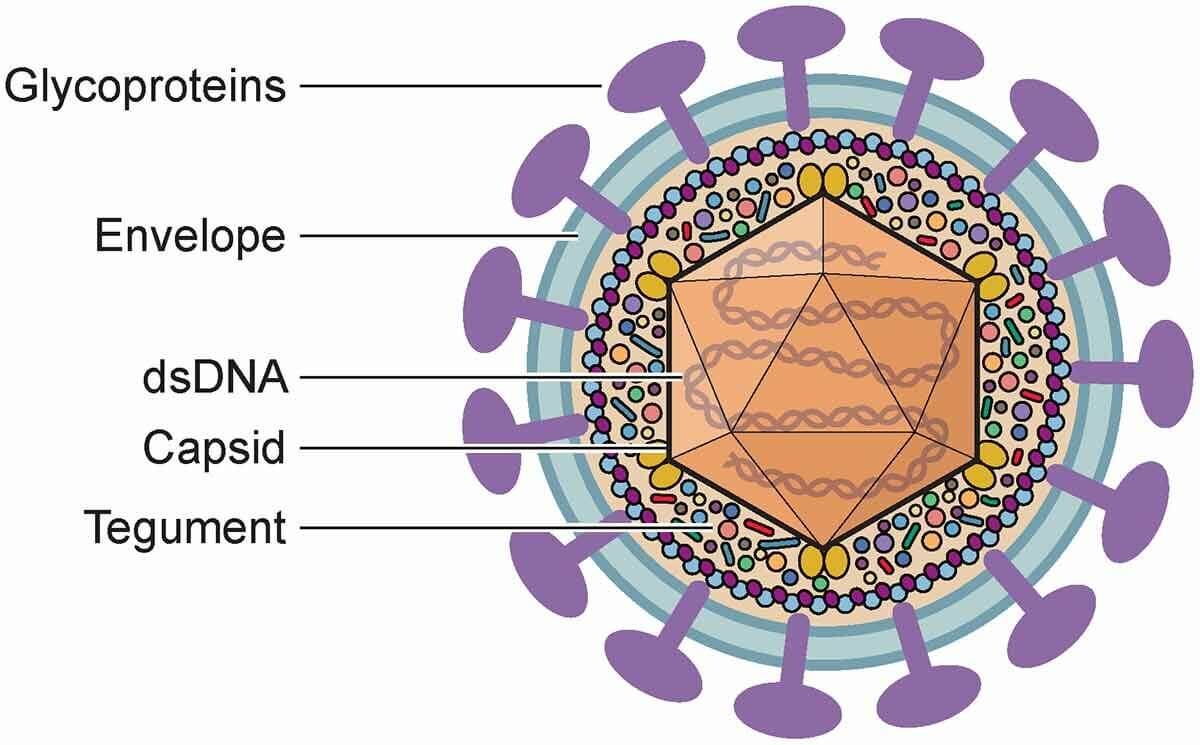 case study of herpes virus