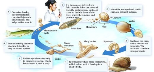Life Cycle of Trematodes