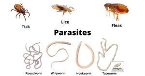 Types of Parasites 