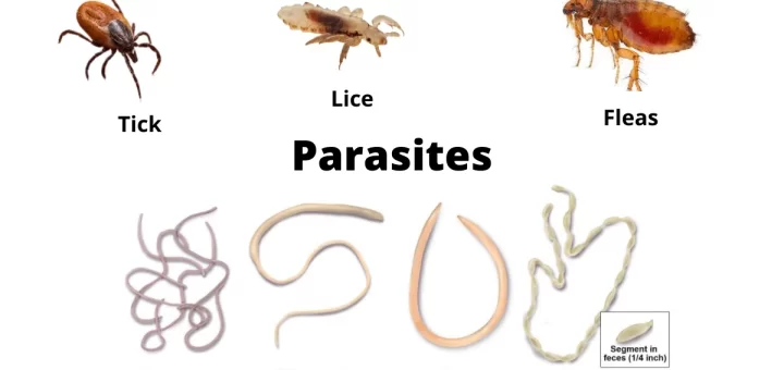 Types of Parasites
