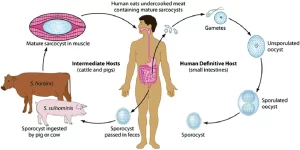 Life cycle of sarcodine
