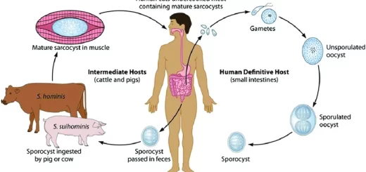 Life cycle of sarcodine
