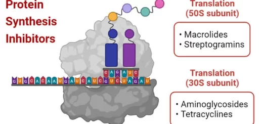 Types of protein synthesis inhibitors antibiotics
