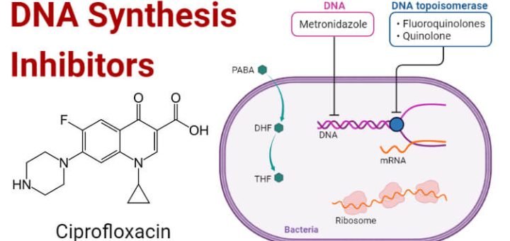 DNA Synthesis Inhibitors