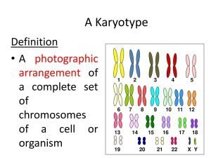 Human karyotype 