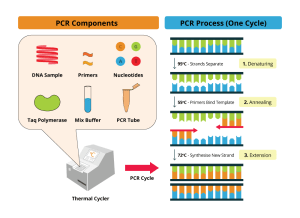 Steps of PCR 