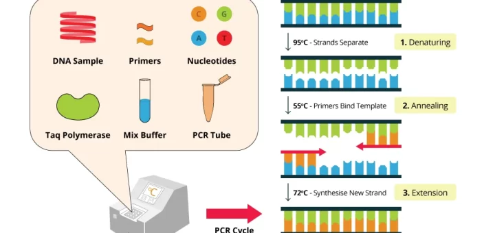 Steps of PCR