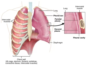 Pleural diseases